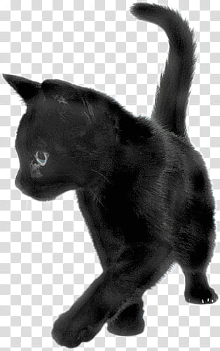High Quality  Cats , black kitten transparent background PNG clipart