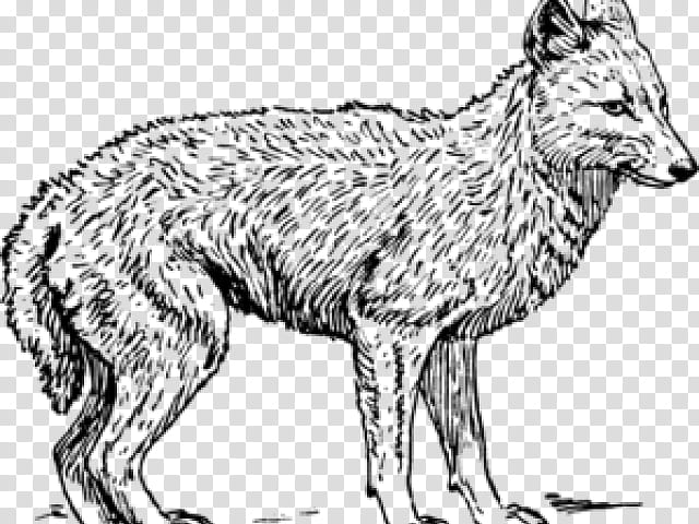 Fox Drawing, Coyote, Wolf, Jackal, Line Art, Black Wolf, Blackbacked Jackal, Visual Arts transparent background PNG clipart