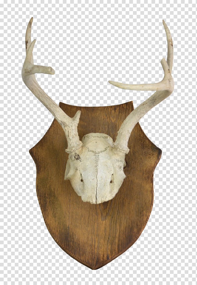 Trophy, Deer, Antler, Whitetailed Deer, Horn, Bone, Trophy Hunting, Skull transparent background PNG clipart