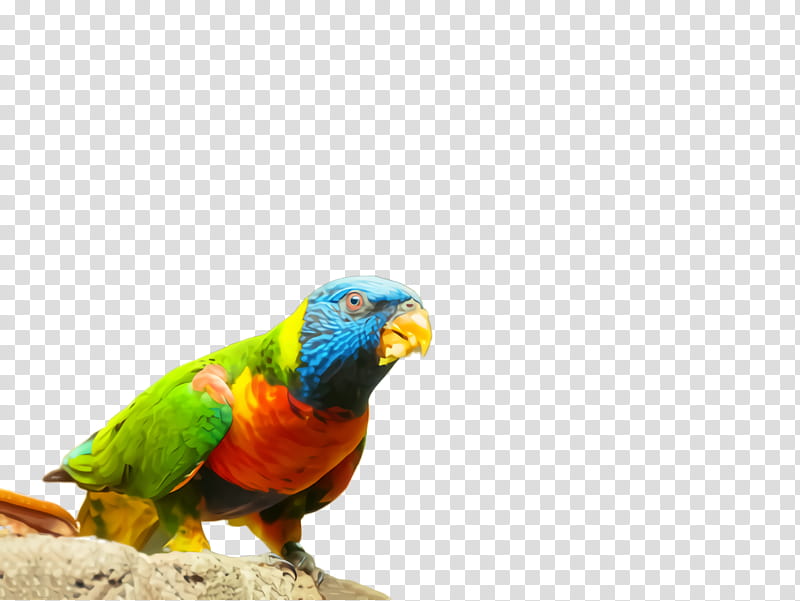 bird parrot beak budgie macaw, Parakeet, Lorikeet, Adaptation transparent background PNG clipart