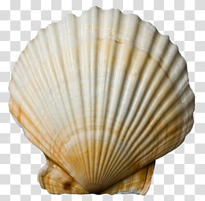 Great Scallop - Seashell