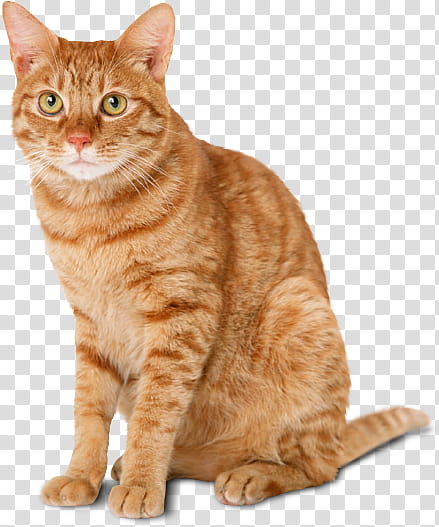 High Quality  Cats , orange Tab transparent background PNG clipart