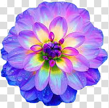 Flower, purple and yellow dahlia flower illustration transparent background PNG clipart