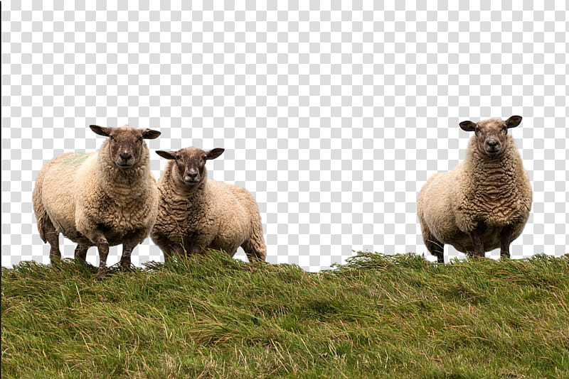 Cartoon Sheep, Pasture, Grazing, Herd, Snout, Animal, Grass, Grassland transparent background PNG clipart