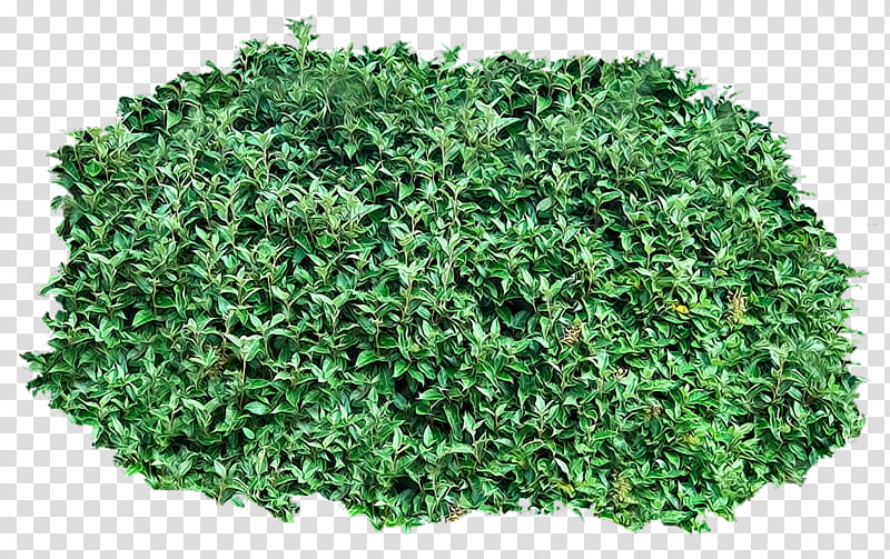 Bush , green bush transparent background PNG clipart