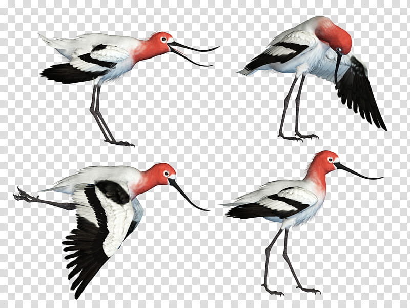 Wading Bird , white and orange bird illustration transparent background PNG clipart