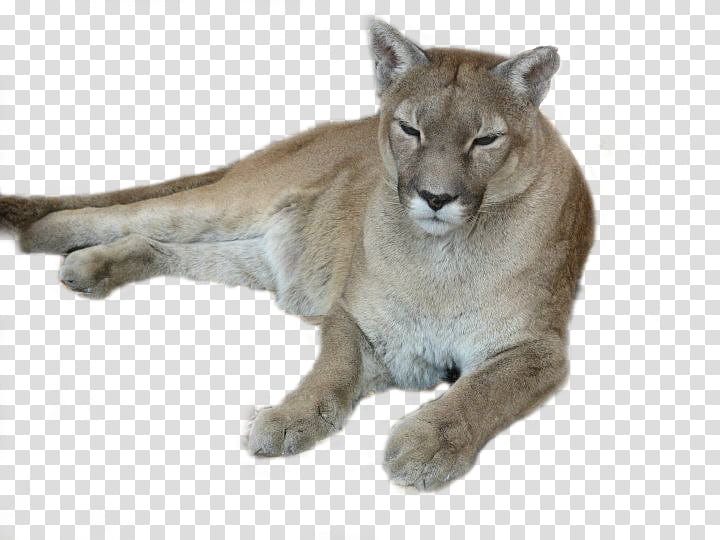 lioness lying on transparent background PNG clipart