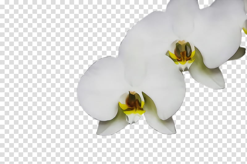 white moth orchid flower petal plant, Watercolor, Paint, Wet Ink, Flowering Plant, Yellow, Phalaenopsis Sanderiana transparent background PNG clipart
