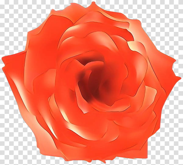 Garden roses, Red, Petal, Hybrid Tea Rose, Flower, Rose Family, Pink, Orange transparent background PNG clipart
