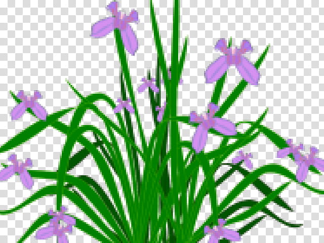 Flowers, Plants, Bearded Iris, Shrub, Line Art, Irises, Purple, Plant Stem transparent background PNG clipart
