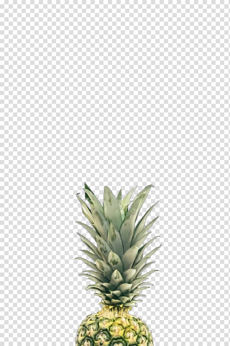 Pineapple, Ananas, Fruit, Plant, Grass, Flower, Food, Poales transparent background PNG clipart