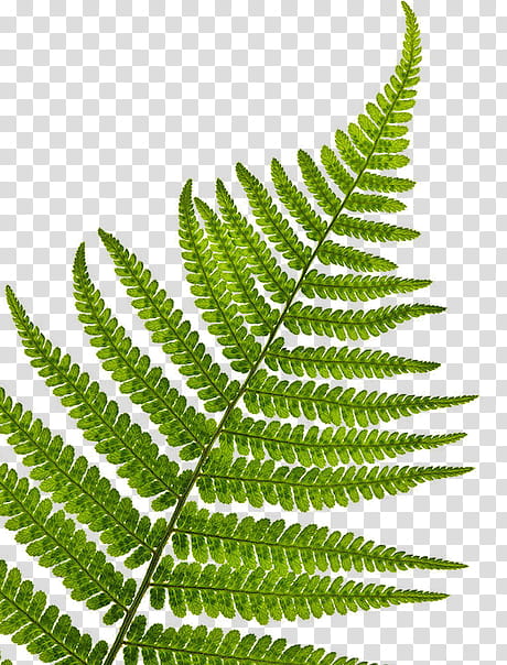 , green fern plant transparent background PNG clipart