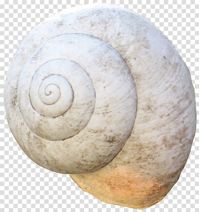 croped snail shells , brown cone shell transparent background PNG clipart