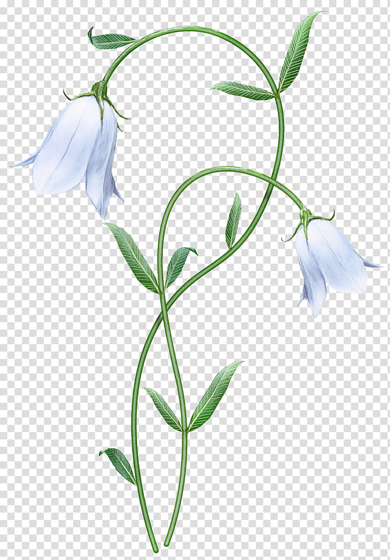 flower plant pedicel snowdrop bellflower, Bellflower Family, Harebell, Plant Stem transparent background PNG clipart