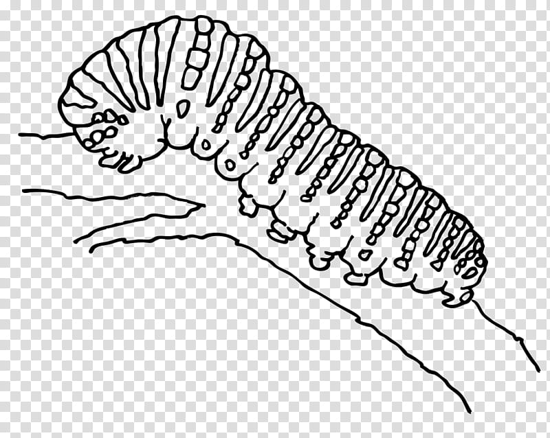 Larva Coloring Pages New Coloring Pages Of Caterpillar Adamas Outline Sketch  Drawing Vector Colorful Caterpillar Drawing Colorful Caterpillar Outline  Colorful Caterpillar Sketch PNG and Vector with Transparent Background for  Free Download