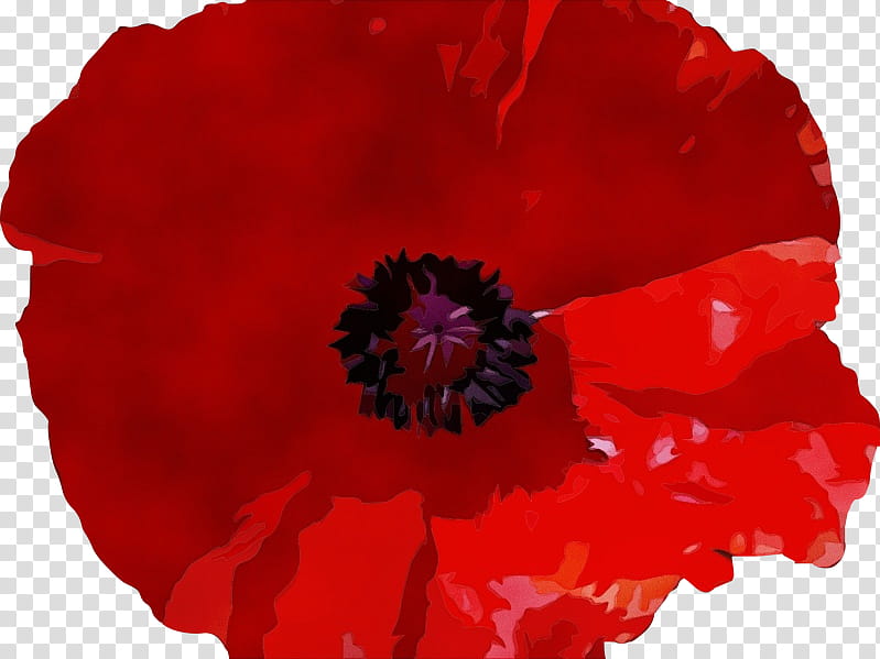 Watercolor Flower, Paint, Wet Ink, Common Poppy, , California Poppy, Remembrance Poppy, Opium Poppy transparent background PNG clipart