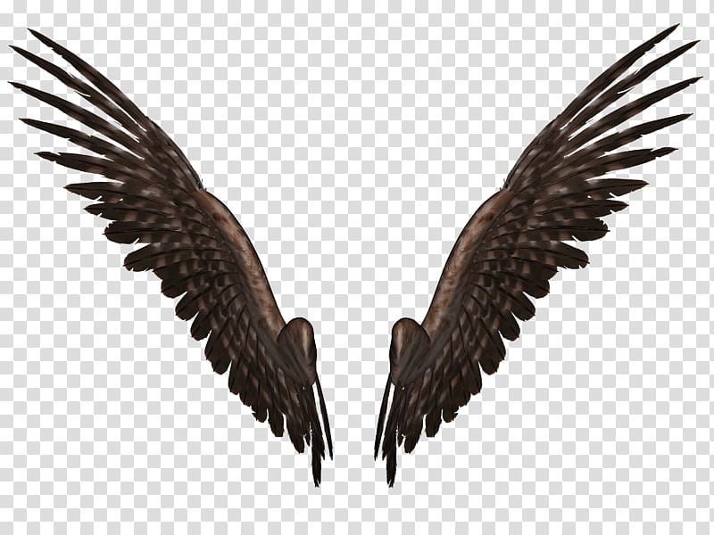 Feathered Wings B , pair of bird wings illustration transparent background PNG clipart