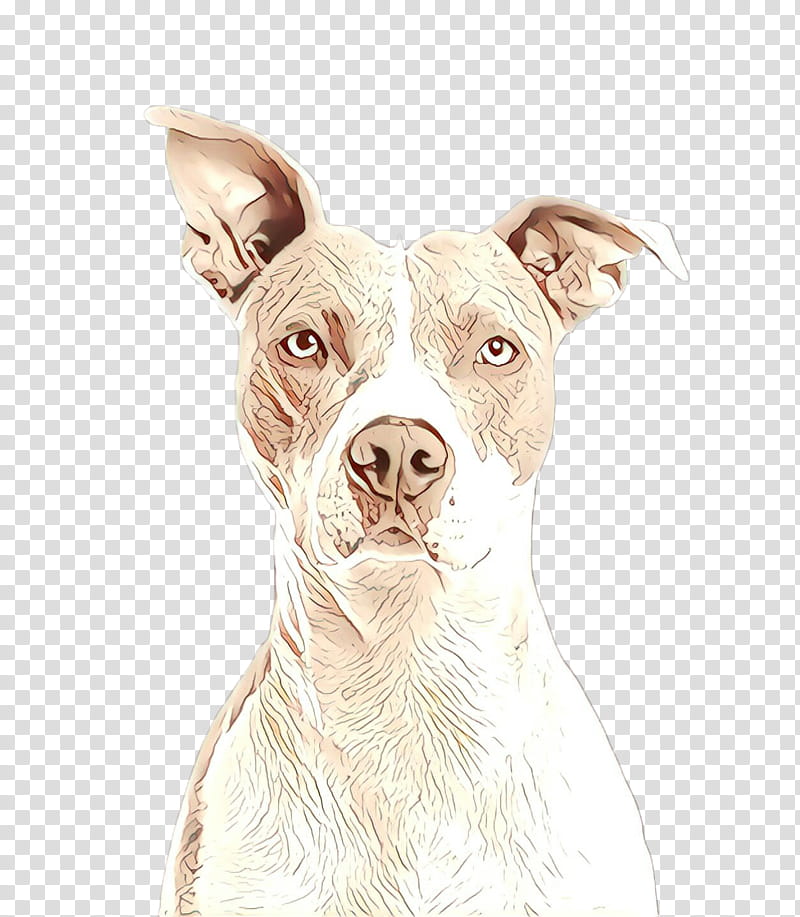 Bulldog Drawing, Cartoon, American Pit Bull Terrier, Dog Breed, Staffordshire Bull Terrier, Boston Terrier, American Staffordshire Terrier, Bulldog transparent background PNG clipart