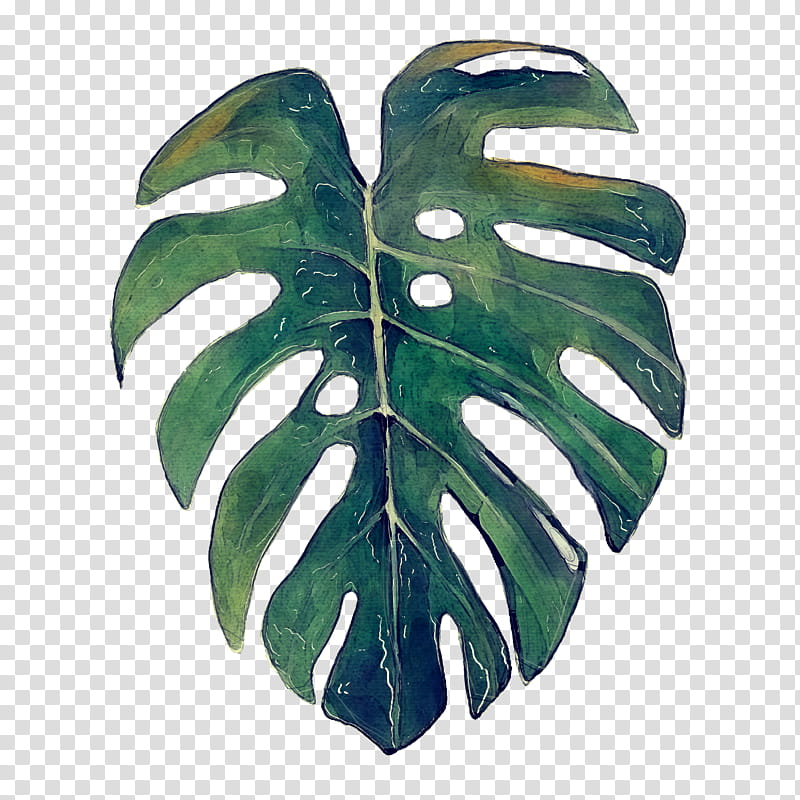 Watercolor Tropical Monstera Leaf (PNG Transparent)