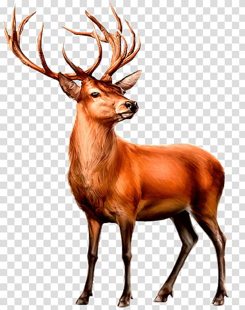 Wolf, Deer, Moose, Red Deer, Whitetailed Deer, Elk, Reindeer, Animal transparent background PNG clipart