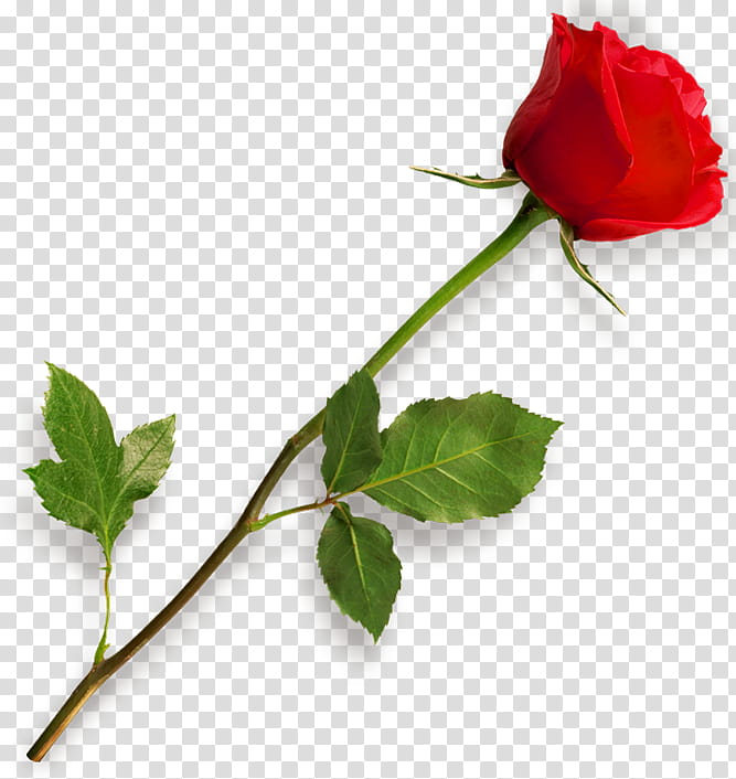 ROSES , red Rose transparent background PNG clipart