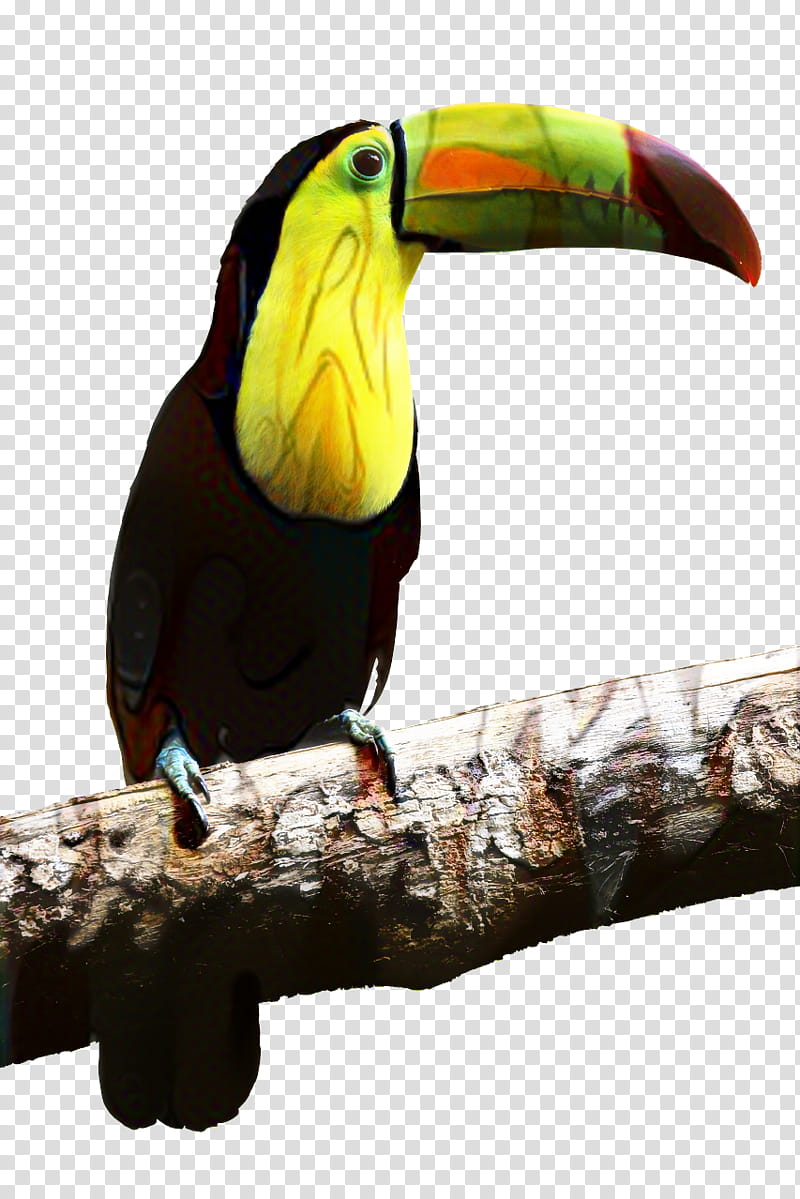 Hornbill Bird, Toucan, Toco Toucan, Beak, Parrot, Whitethroated Toucan, Greenbilled Toucan, Channelbilled Toucan transparent background PNG clipart