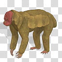Spore creature Bald Uakari  transparent background PNG clipart