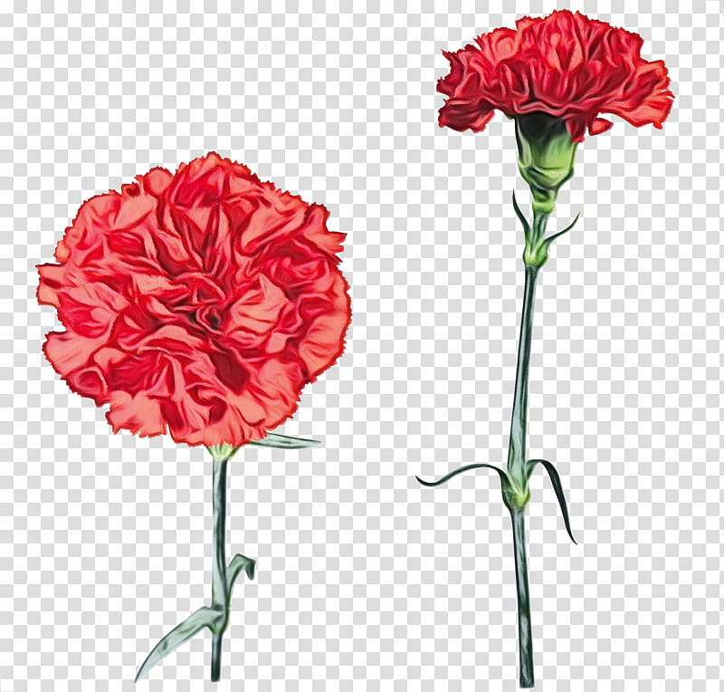 flower plant carnation cut flowers red, Watercolor, Paint, Wet Ink, Pink, Petal, Dianthus transparent background PNG clipart
