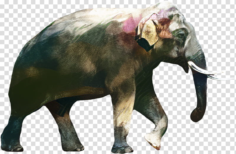 Elephant, African Bush Elephant, Indian Elephant, African Forest Elephant, Borneo Elephant, Elephas, Asian Elephant, African Elephant transparent background PNG clipart