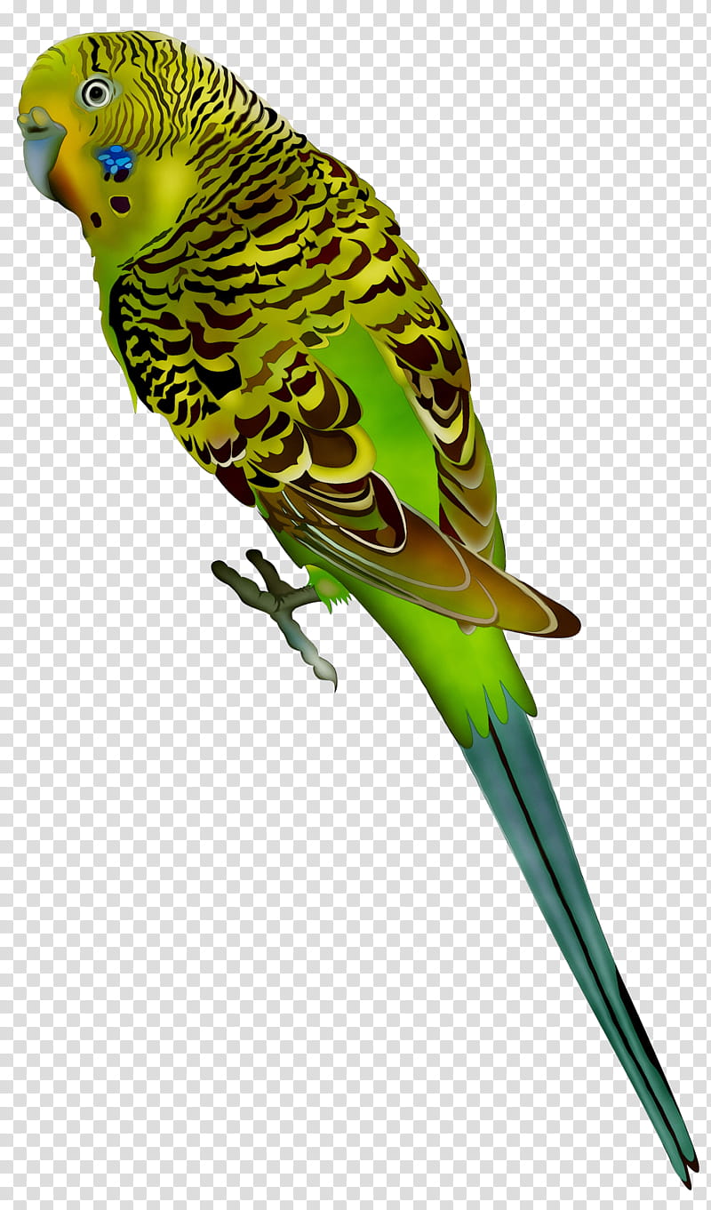 Bird Parrot, Budgerigar, Parakeet, Pet, Budgie, Beak transparent background PNG clipart