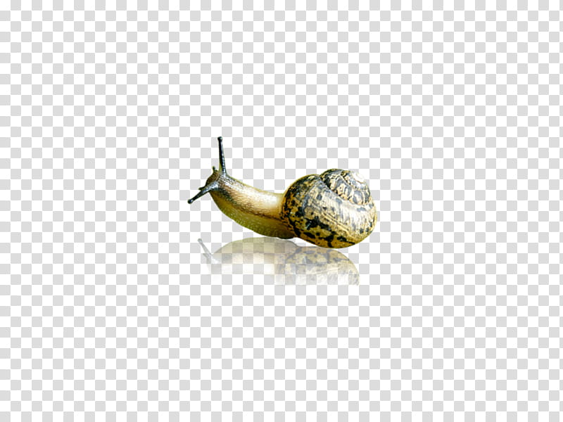 Nature , brown and black snail transparent background PNG clipart