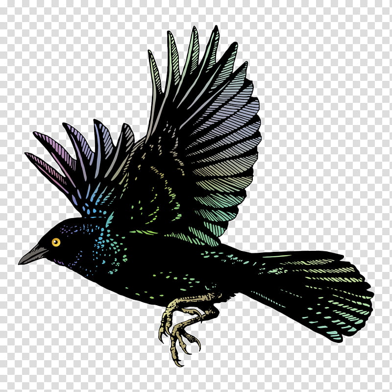 Bird Wing, Common Blackbird, American Crow, Cross Fox, Flight, Beak, Animal, Feather transparent background PNG clipart
