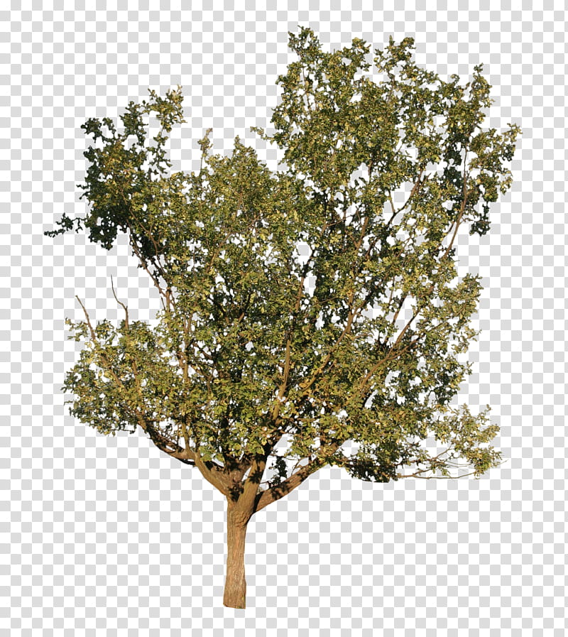 Family Tree, Twig, Plane Trees, Shrub, Plane Tree Family, Woody Plant, Branch, Oak transparent background PNG clipart