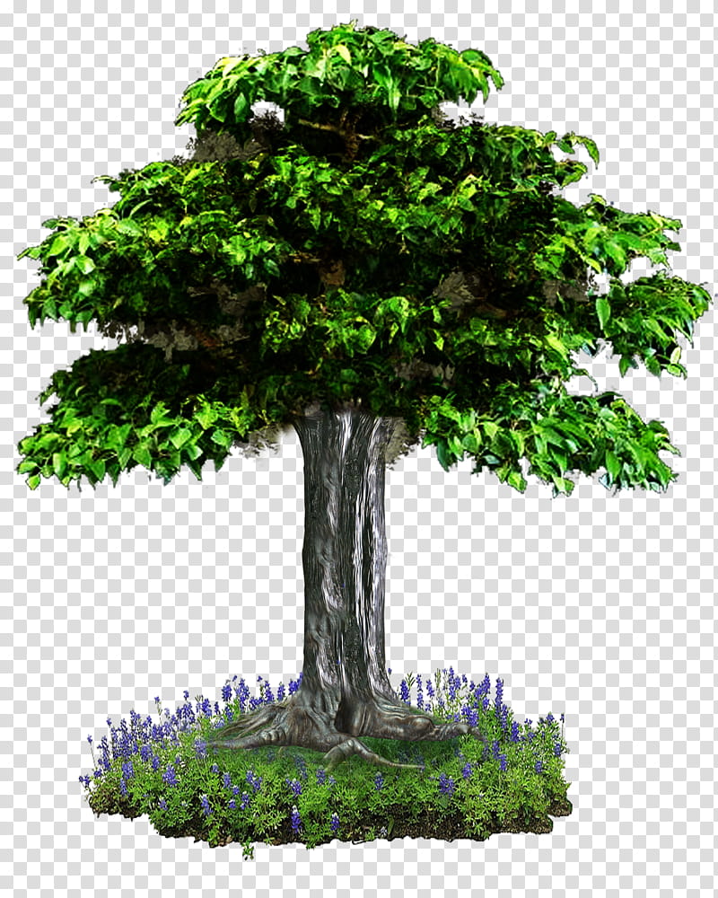 TREE , green leafed bonsai tree transparent background PNG clipart