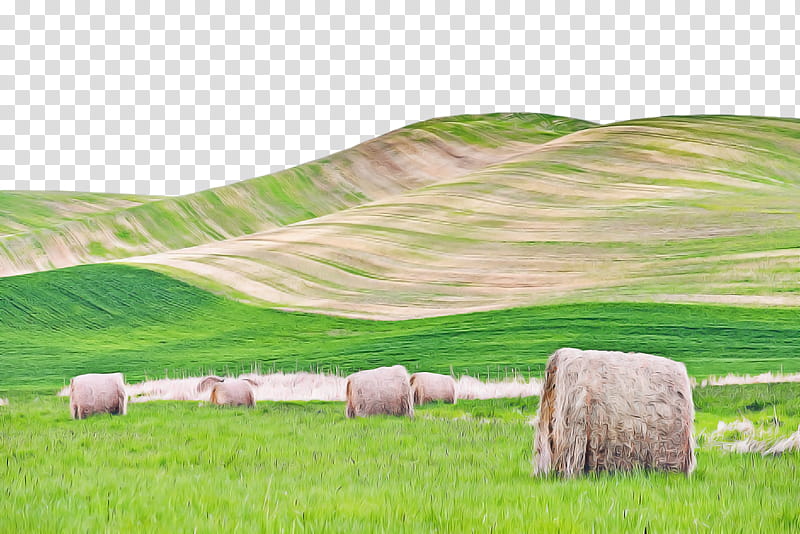 grassland grass pasture natural landscape field, Natural Environment, Hay, Meadow, Hill, Grass Family transparent background PNG clipart