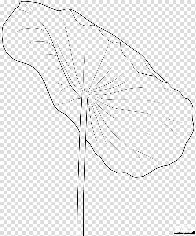 Black And White Flower, Petal, Summer
, Drawing, Line Art, Poster, Leaf, Creativity transparent background PNG clipart