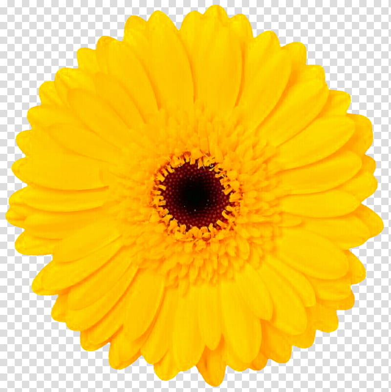 Happy Yellow Gerbera Daisy transparent background PNG clipart