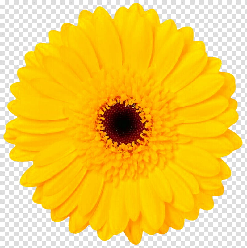 Yellow deals gerbera daisy