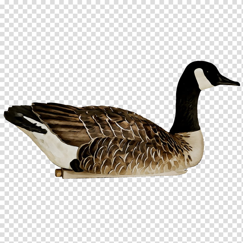 Water, Mallard, Goose, Avianx, Decoy, Duck, Duck Decoy, Canada Goose transparent background PNG clipart