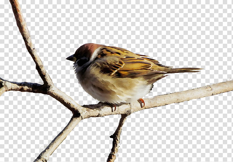 bird house sparrow sparrow beak emberizidae, Watercolor, Paint, Wet Ink, Songbird, Perching Bird, Swamp Sparrow, Finch transparent background PNG clipart