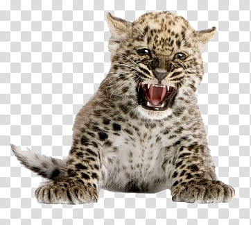 Animal, brown and white leopard cub transparent background PNG clipart