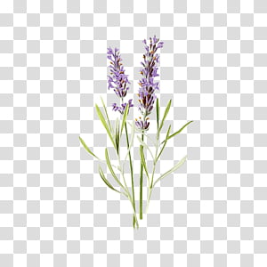 Lavender, Valensole, Fotolia, Banco De ns, Flower, Plant, Purple ...
