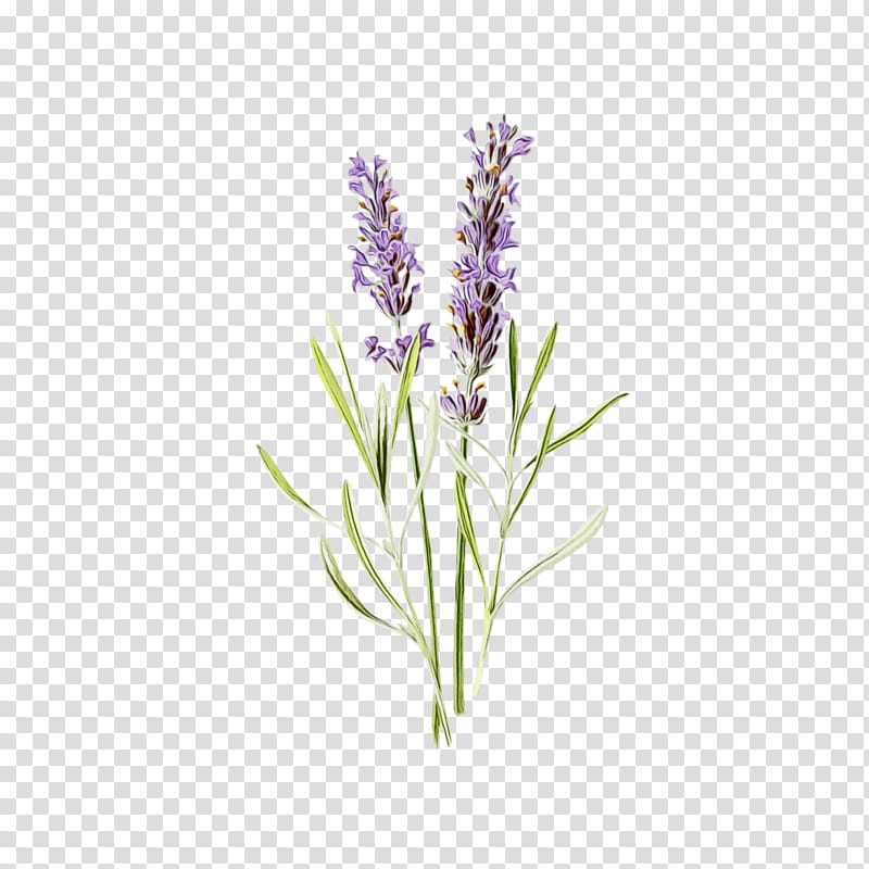 Lavender, Watercolor, Paint, Wet Ink, Flower, Flowering Plant, English ...
