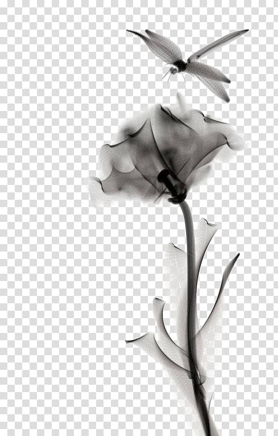 Black And White Flower, Watercolor Painting, Drawing, Watercolor Flowers, Dragonfly, Ink Brush, Ink Wash Painting, Artist transparent background PNG clipart