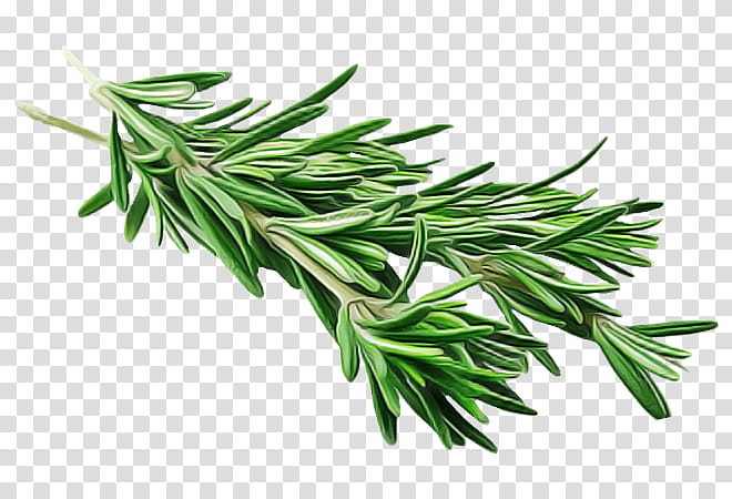 Rosemary, Plant, Leaf, Herb, Tree, Flower, Tarragon, Red Juniper transparent background PNG clipart