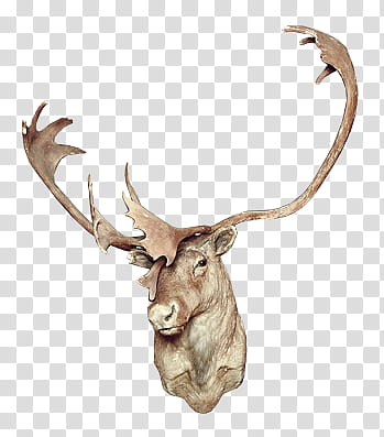 , buck taxidermy transparent background PNG clipart
