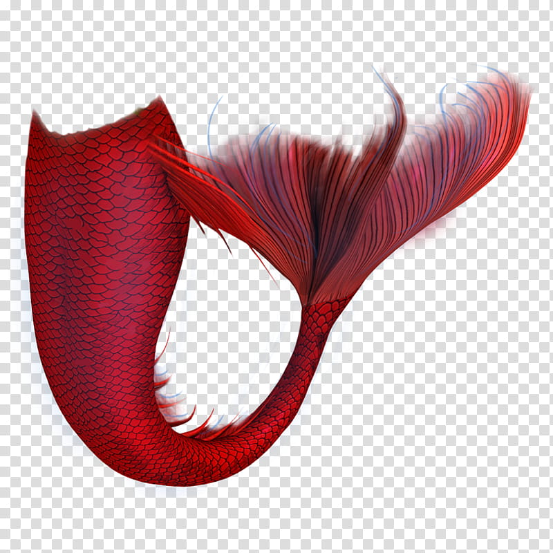 Mermaid Drawing, Tail, Red, Maroon, Lip, Feather, Plant, Costume transparent background PNG clipart