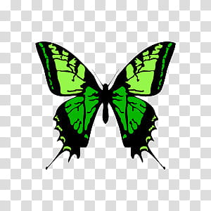 , black and green swallowtail butterfly illustration transparent background PNG clipart