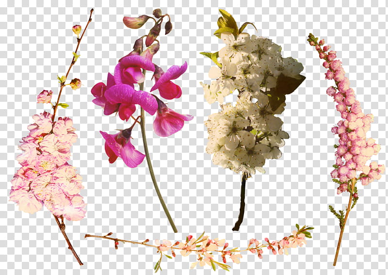 Family Tree Design, Branch, Floral Design, Flower, Twig, Adobe shop Elements, Blossom, Leaf transparent background PNG clipart