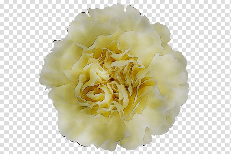 Flowers, Yellow, Cut Flowers, Peony, White, Plant, Petal, Chinese Peony transparent background PNG clipart